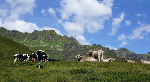 Sommerwiese In Gargellen Im Montafon